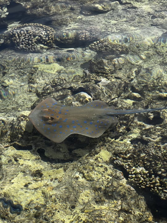 Sport & Freizeit Pickalbatros Citadel Resort