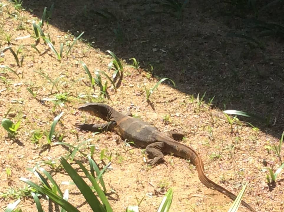 Haustiere  Khaolak Laguna Resort