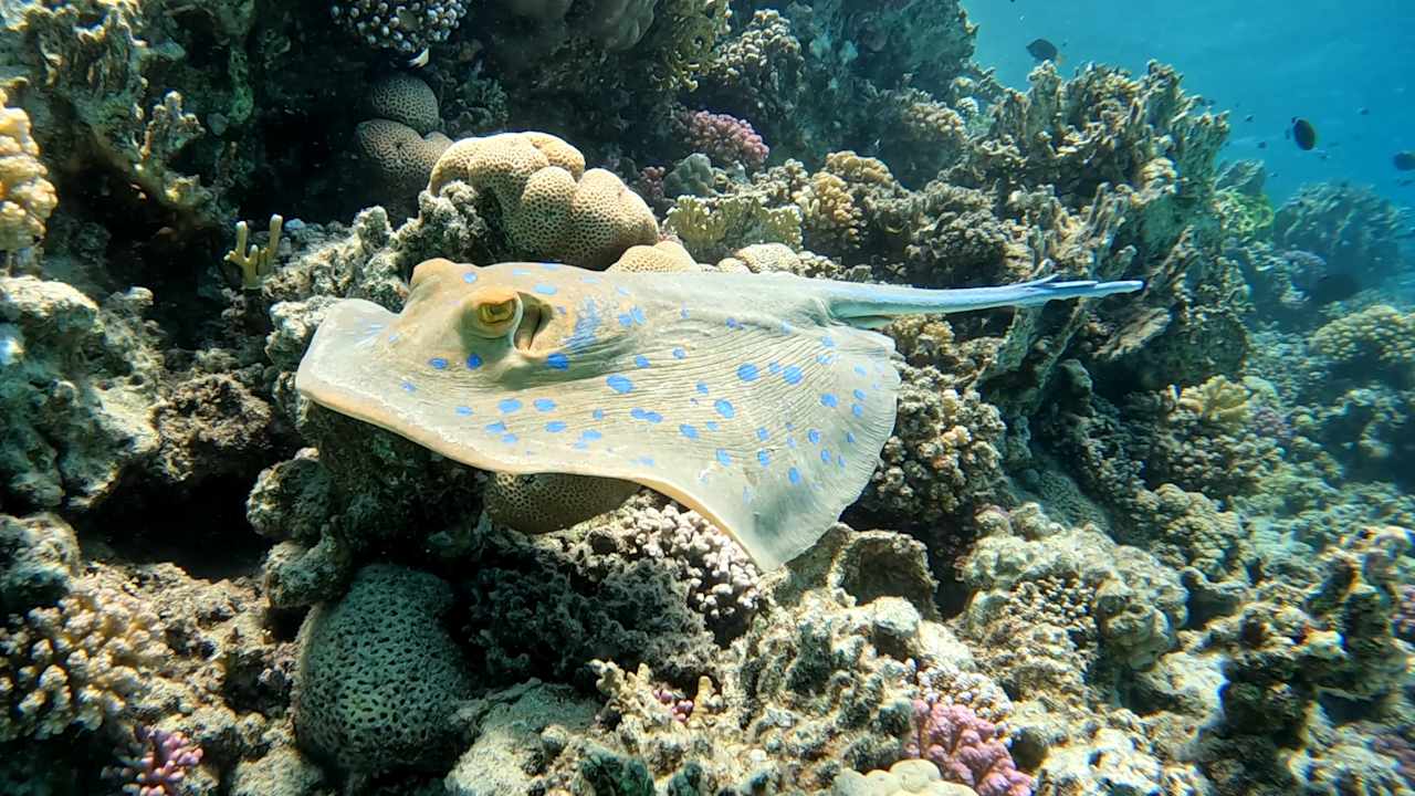 Sport & Freizeit Three Corners Happy Life Beach Resort