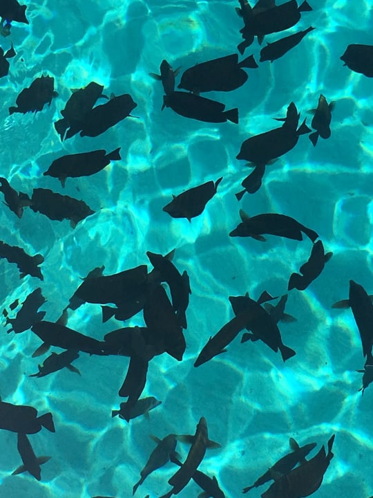 Strand Marina Resort Port Ghalib, a member of Radisson Individuals