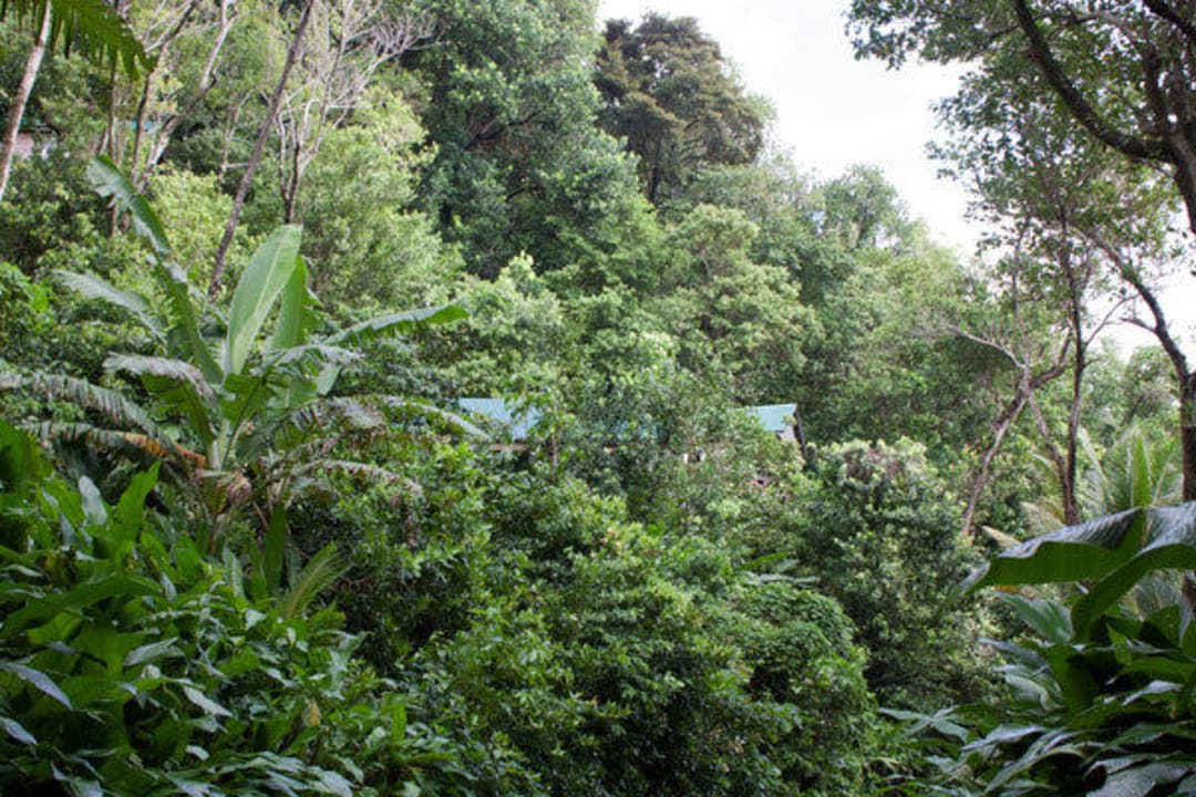 Jungle Bay Cottages  versteckt im Regenwald Hotel Jungle Bay Resort & Spa