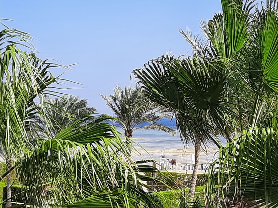 Ausblick TUI MAGIC LIFE Redsina Sharm El Sheikh