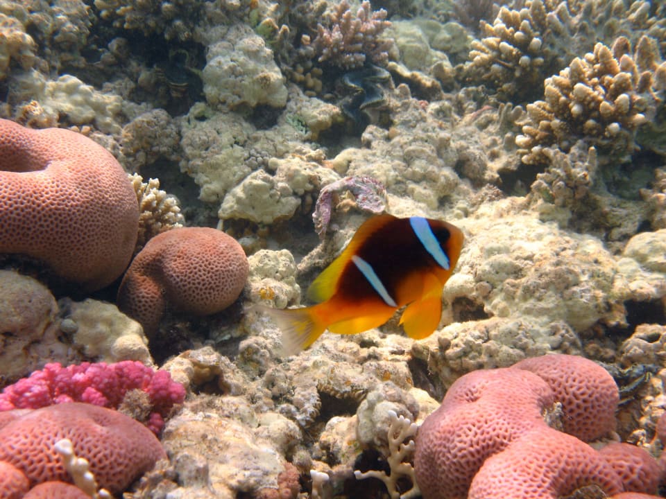 5 Stella Beach Resort & Spa Makadi Bay