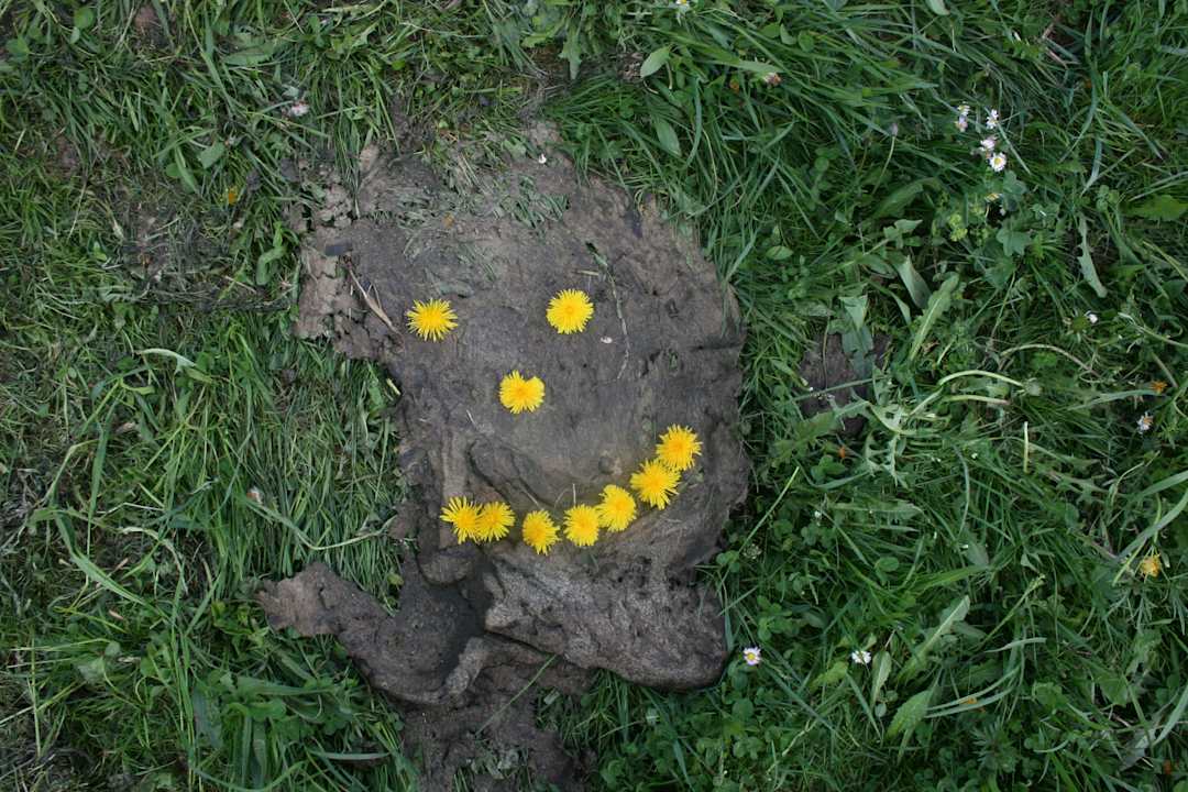 Urlaub am Bauernhof Urlaub am Bauernhof Hönigshof