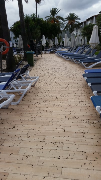 Pool Alcudia Garden Aparthotel