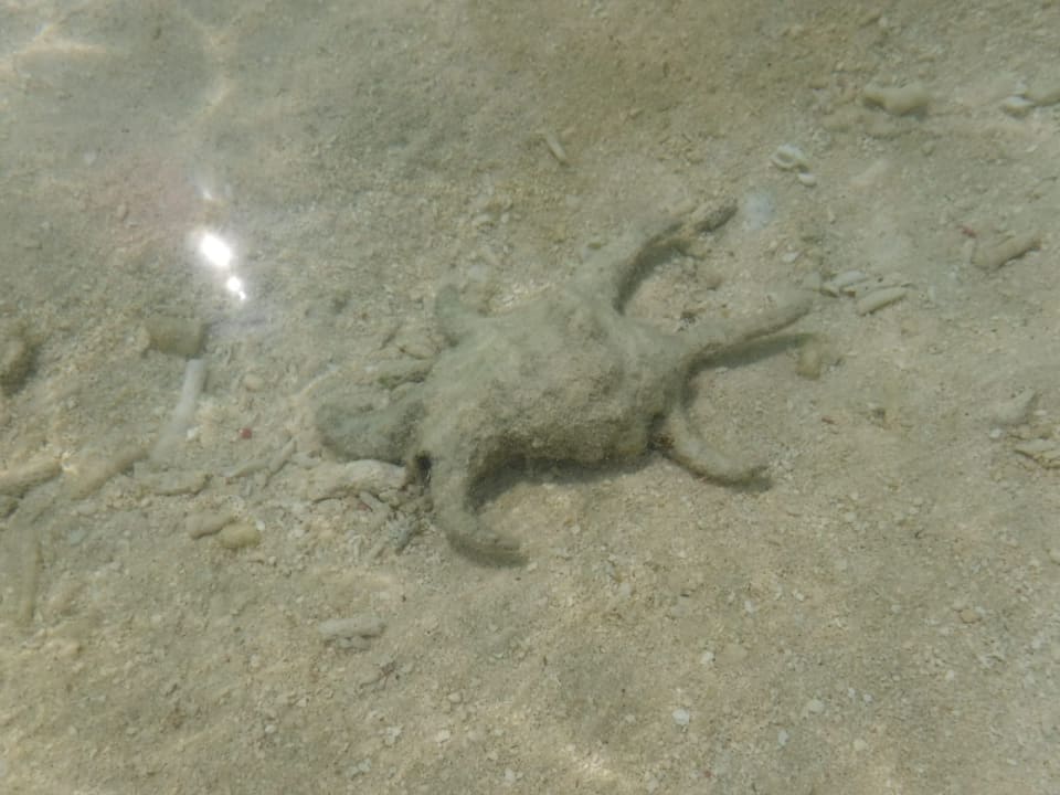 Sport & Freizeit Summer Island Maldives