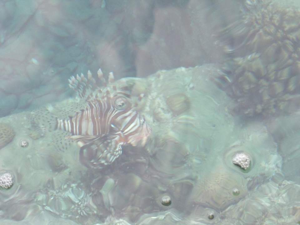 Feuerfisch am Hotelsteg Shams Safaga Resort