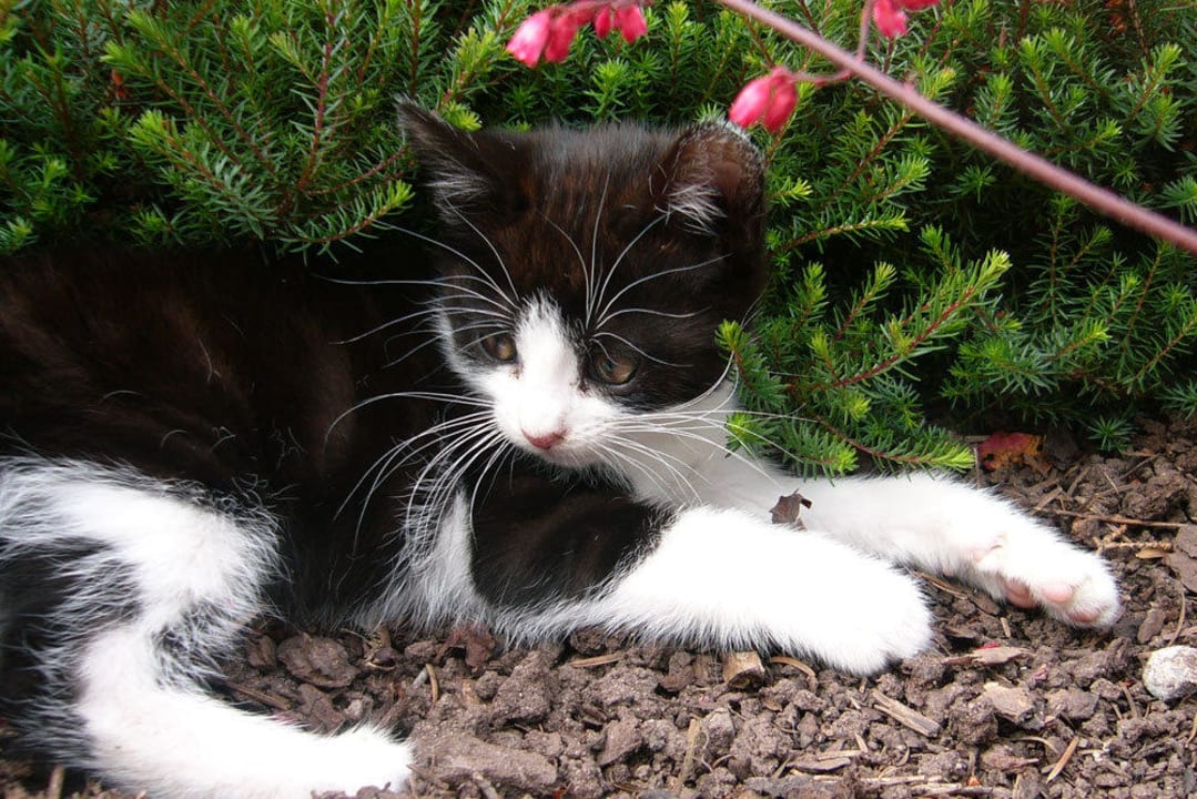 Kätzchen macht Pause Schlosshof - der Urlaubsbauernhof