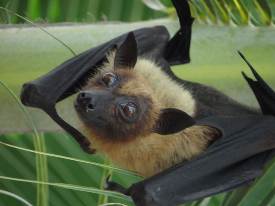 Flying Fox Kuredu Island Resort & Spa