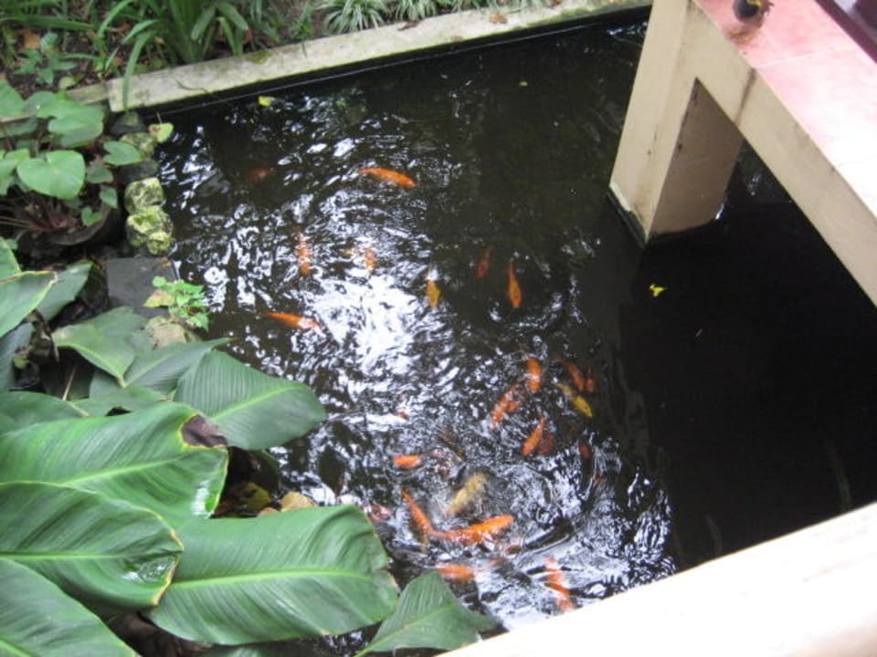 Und unser Teich davor The Fair House Beach Resort