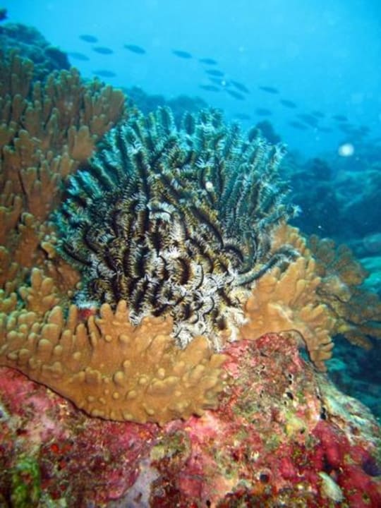 Unterwasser - Bootstauchgang NH Collection Maldives Reethi Resort