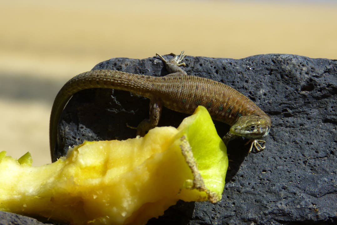 Besuch in der Strandburg SBH Club Paraiso Playa