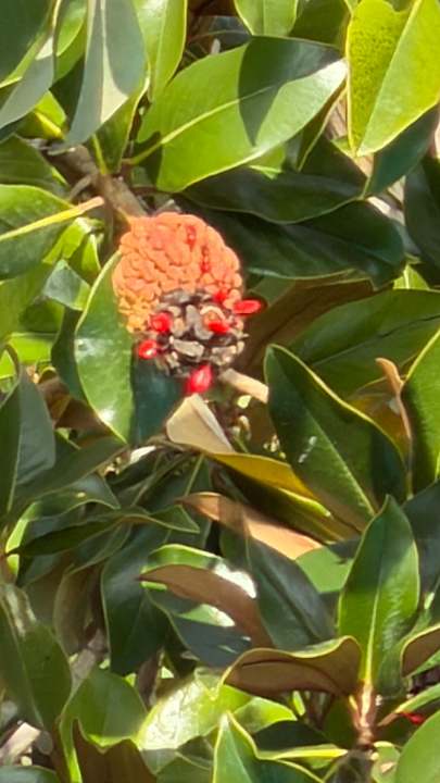 Gartenanlage Paloma Pasha