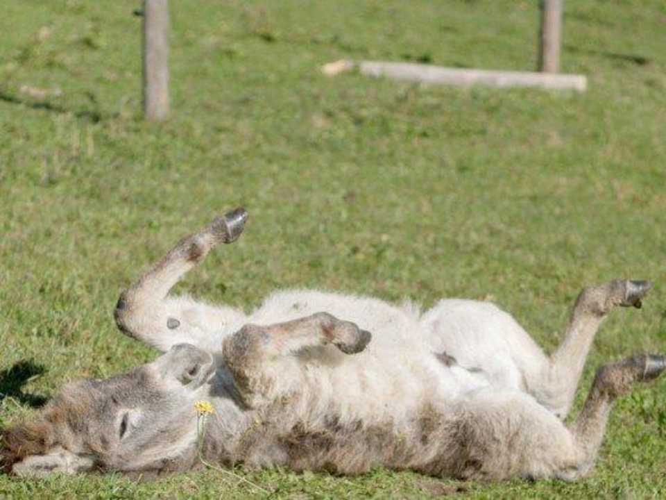 Unser Jacko Winnewieser Hof