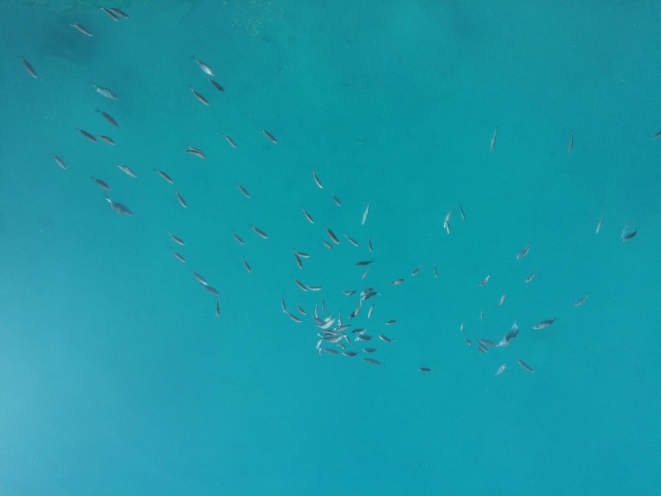 Fische The Grand Resort