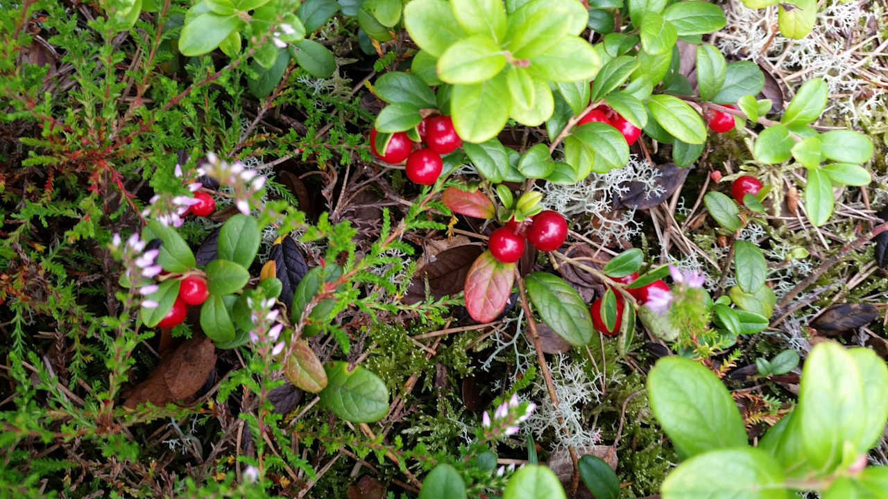 Gartenanlage Gårdslägenhet vid Göta Älv/Båstorp