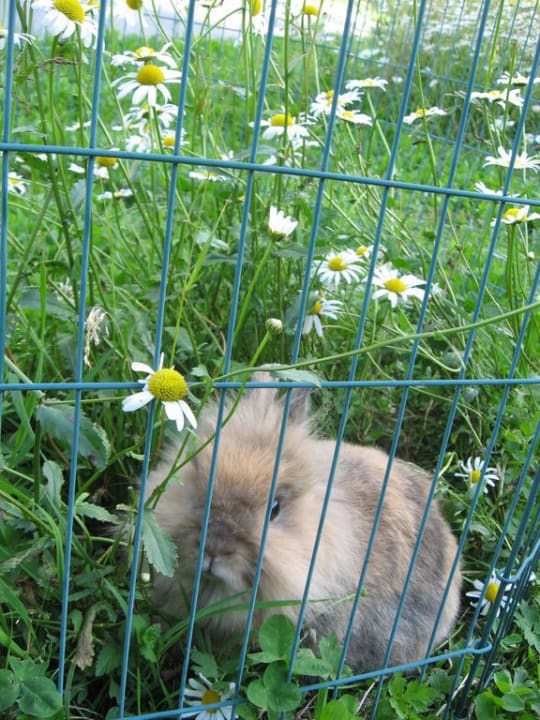 Bekki mit Margaritten Ferienwohnungen Wiesenlehen