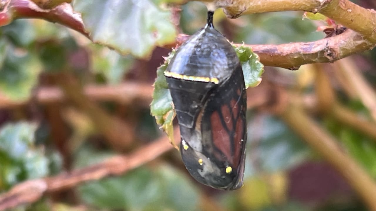 Gartenanlage Quinta Jardins do Lago