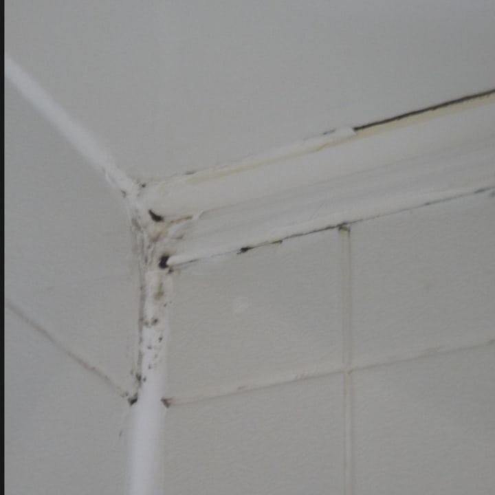  Bathroom mold Hotel Lovelady Shield Country House l