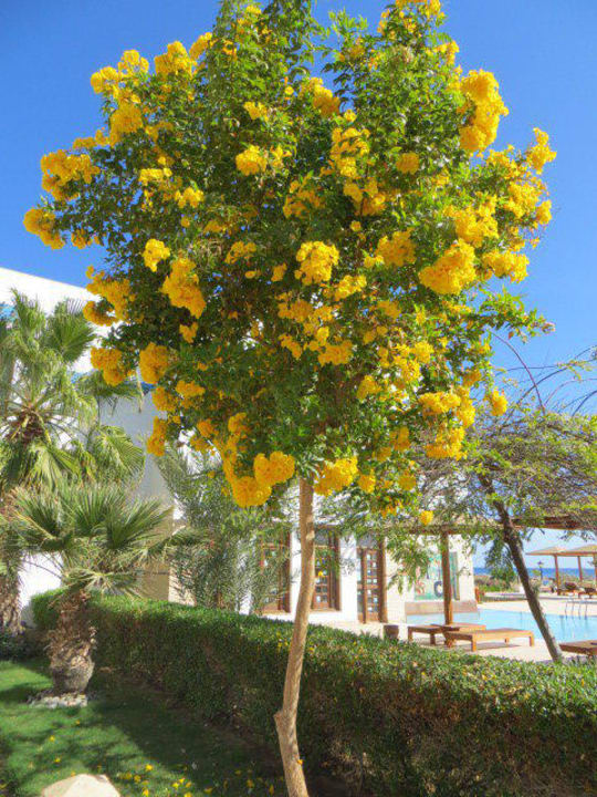 Exotische bäumchen Lahami Bay Beach Resort