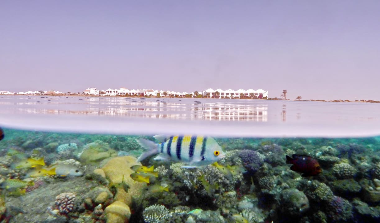 Über / Unterwasser  Lahami Bay Beach Resort