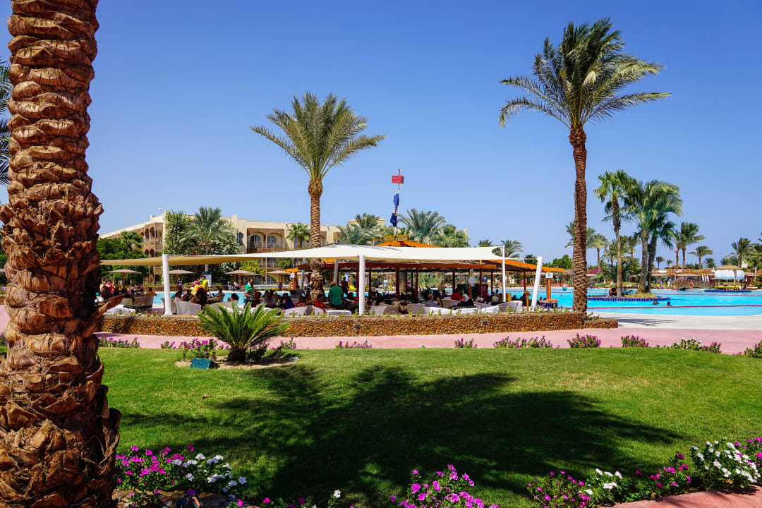 Alles Grün  Desert Rose