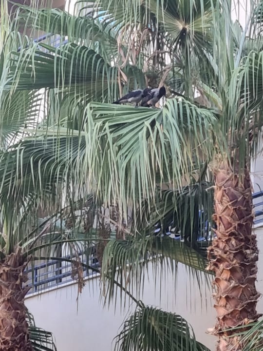 Sonstiges Labranda Alantur Resort