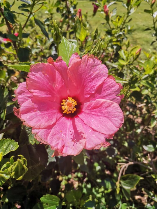 Gartenanlage Sentido Caribbean World Soma Bay