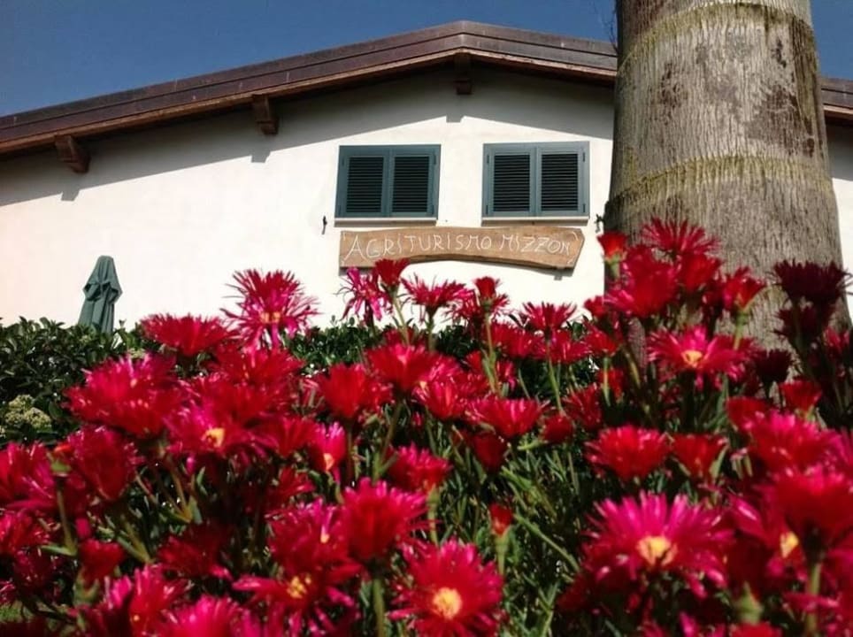 Fiori di primavera Agriturismo Fratelli Mizzon