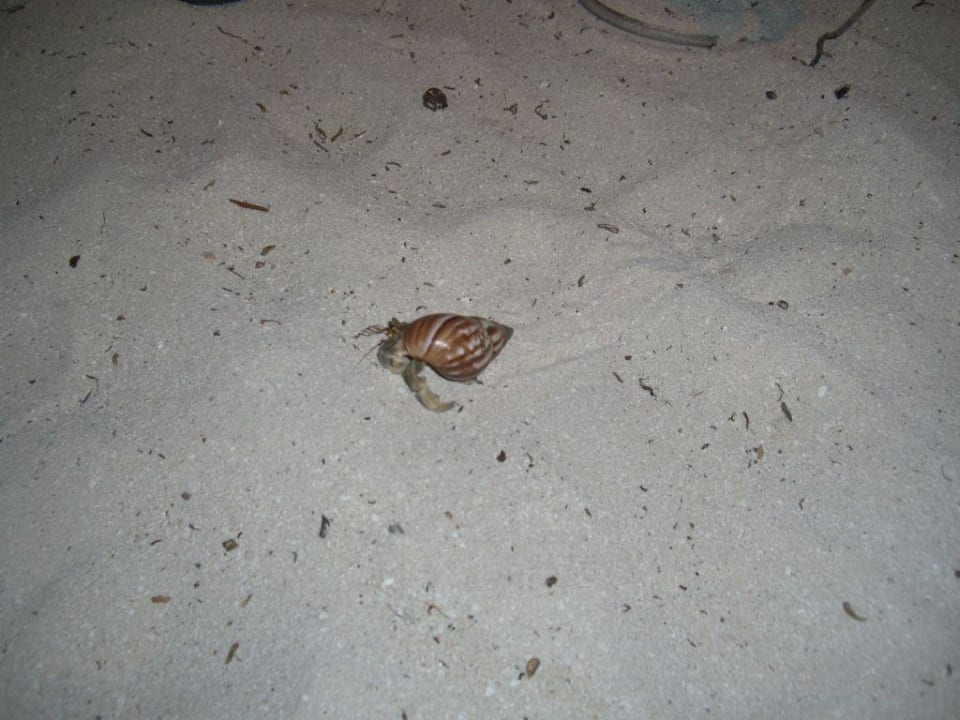 Hotel Bandos Island Resort Bandos Maldives