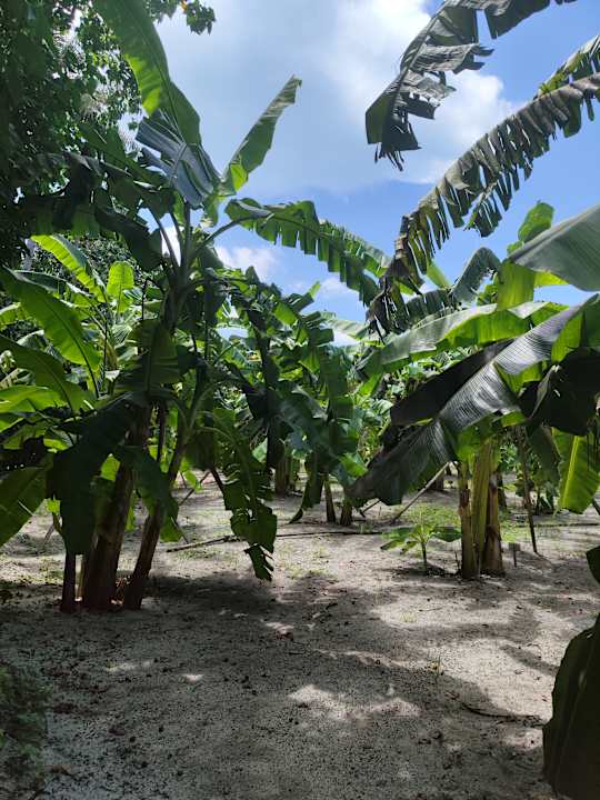 Gartenanlage Villa Park Sun Island