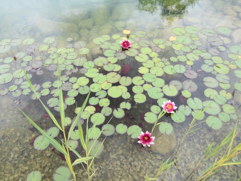 Schwimmteich Hotel Kitzspitz