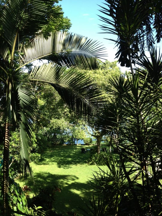 Palmen im Garten Spring of Life Ayurveda Resort