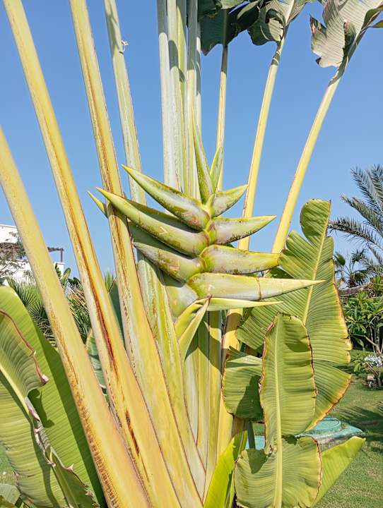 Gartenanlage Steigenberger Resort Alaya Marsa Alam - Red Sea - Adults only