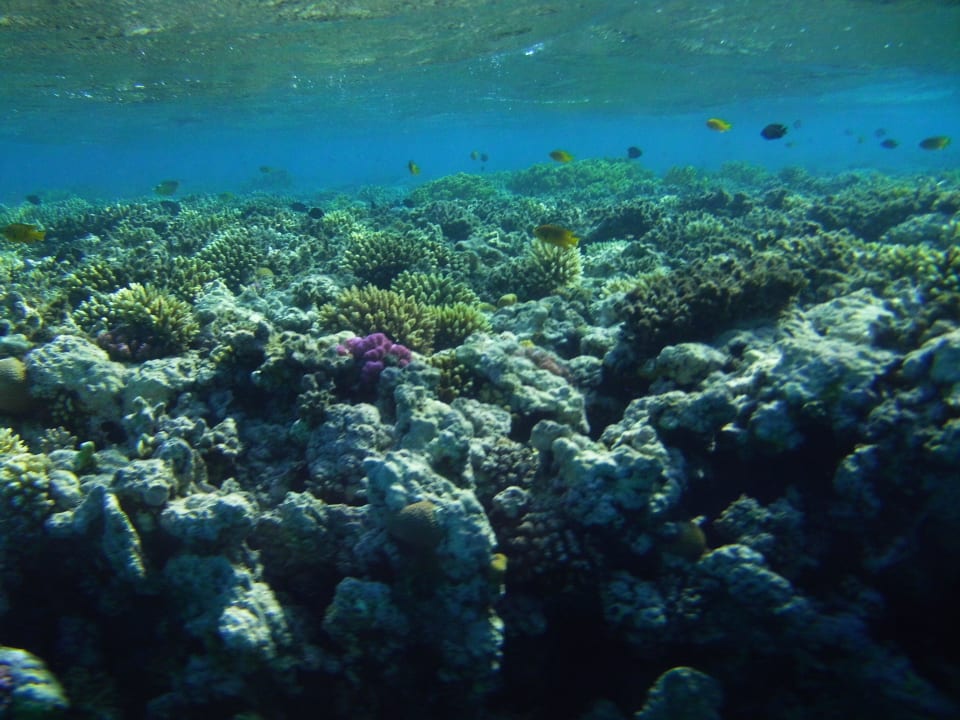 Unterwasserwelt Hausriff 2 Stella Garden Resort & Spa, Makadi Bay