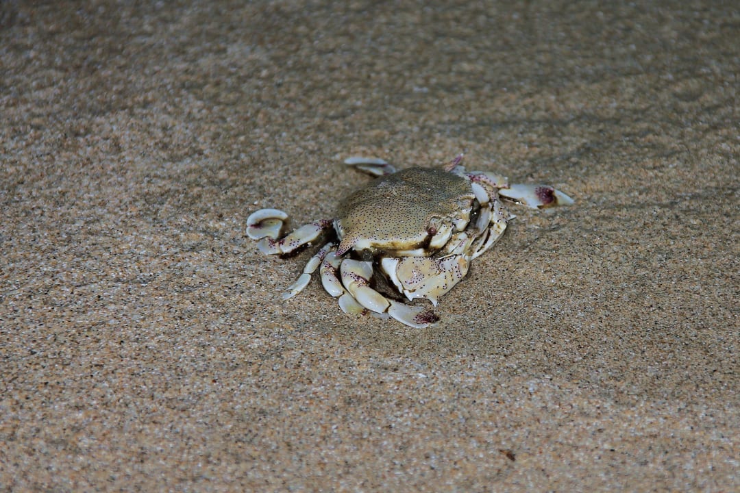Tiere KC Grande Resort Koh Chang