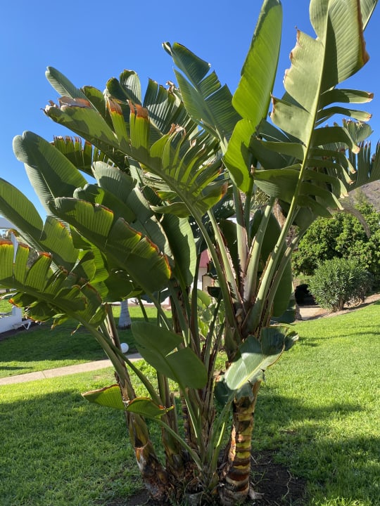 Gartenanlage allsun App.-Hotel Esquinzo Beach