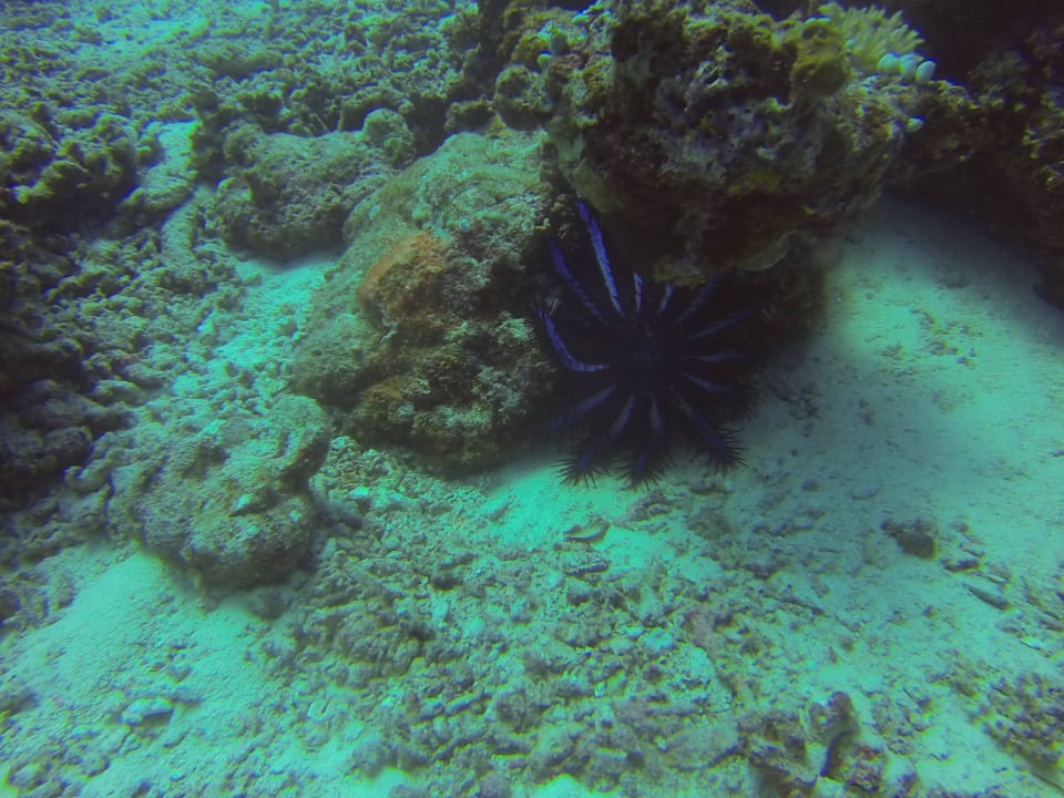 Unterwasser Cinnamon Dhonveli Maldives