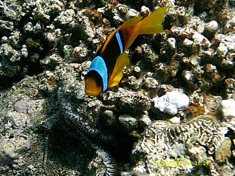 Sport & Freizeit Shams Alam Beach Resort