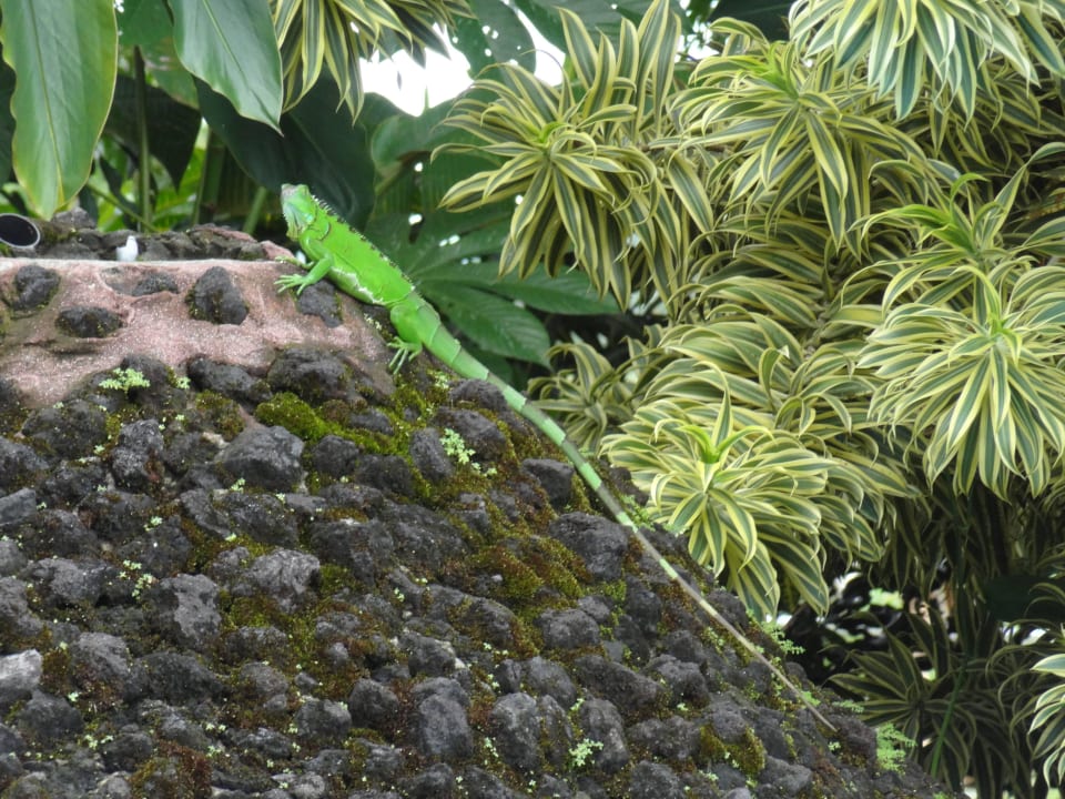 Hotel with beautiful gardens Hotel Arenal Montechiari