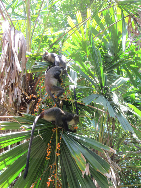 Gartenanlage Baobab Beach Resort & Spa