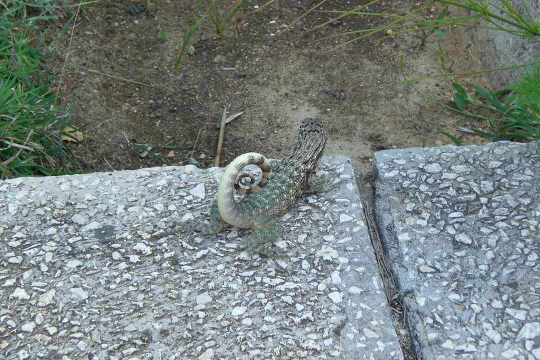 Nette Tierchen sind auch unterwegs Melia Las Antillas - Adults only