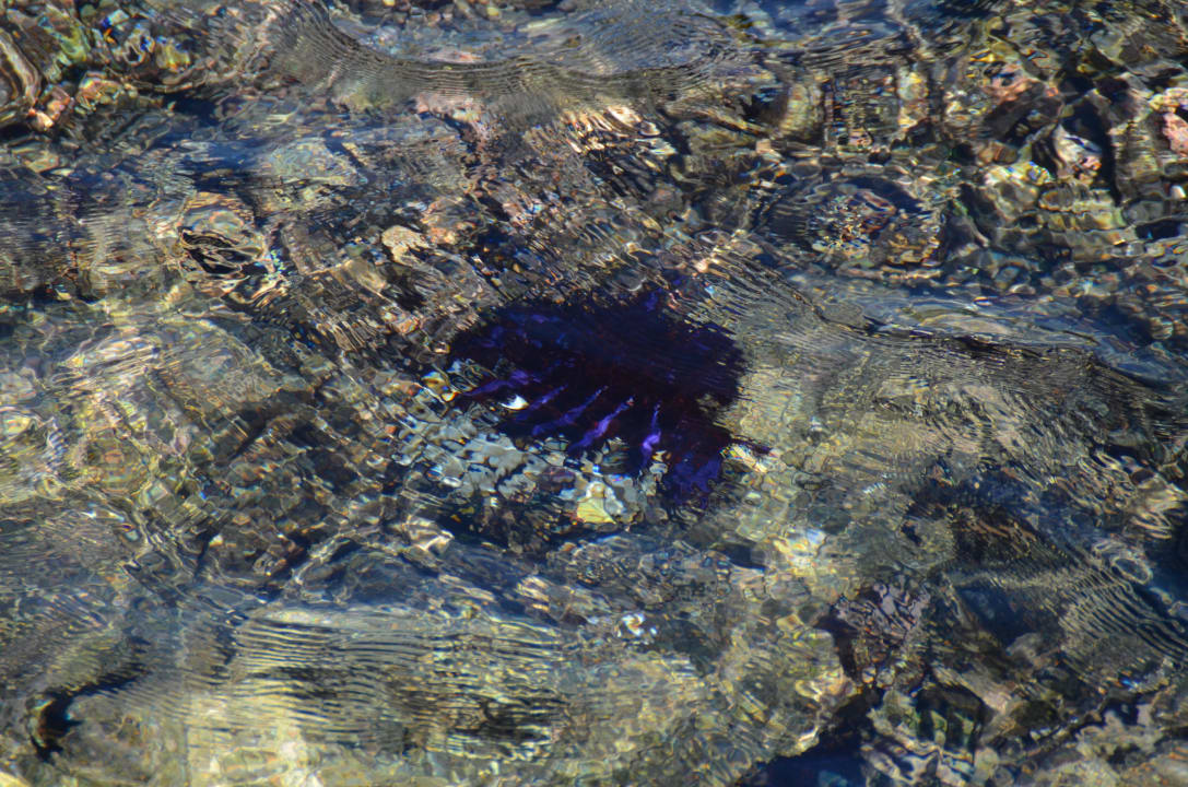 Giftiger Seestern ananea Diamonds Athuruga