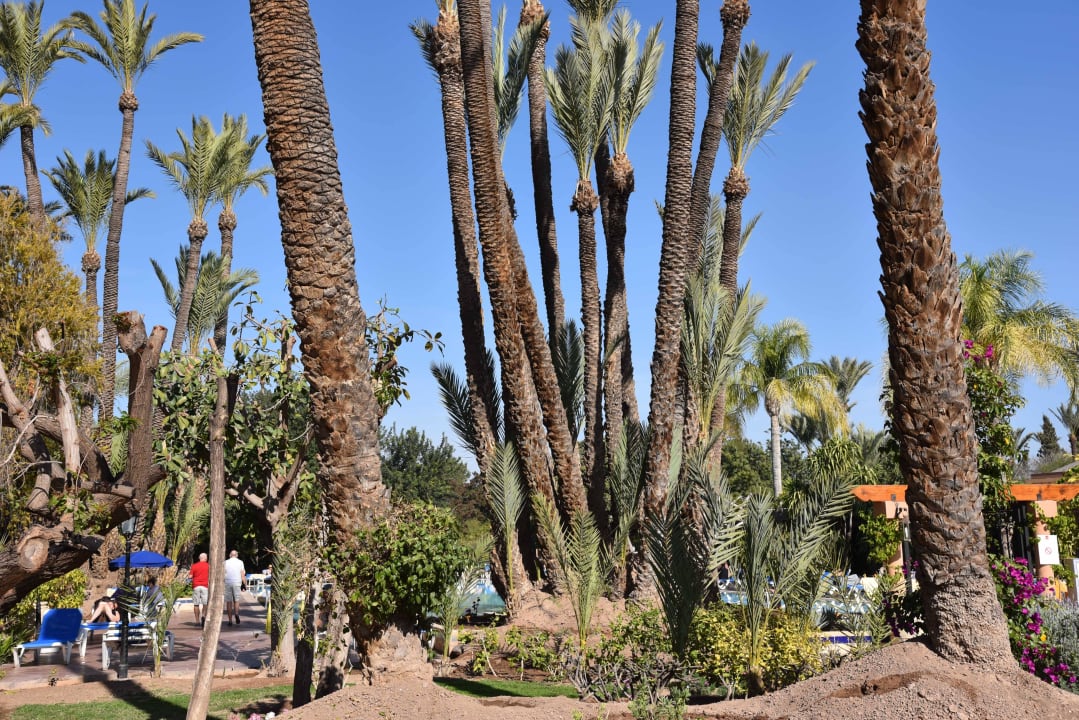 Gartenanlage  Hotel Riu Tikida Garden - Adults Only