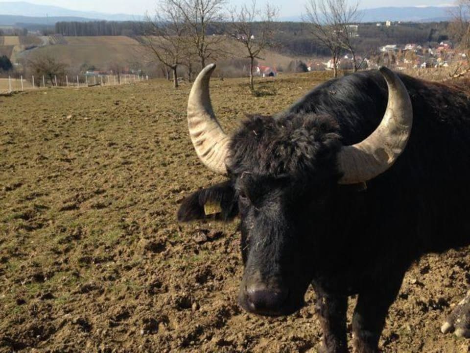 Büffel Reiters Finest Family Hotel