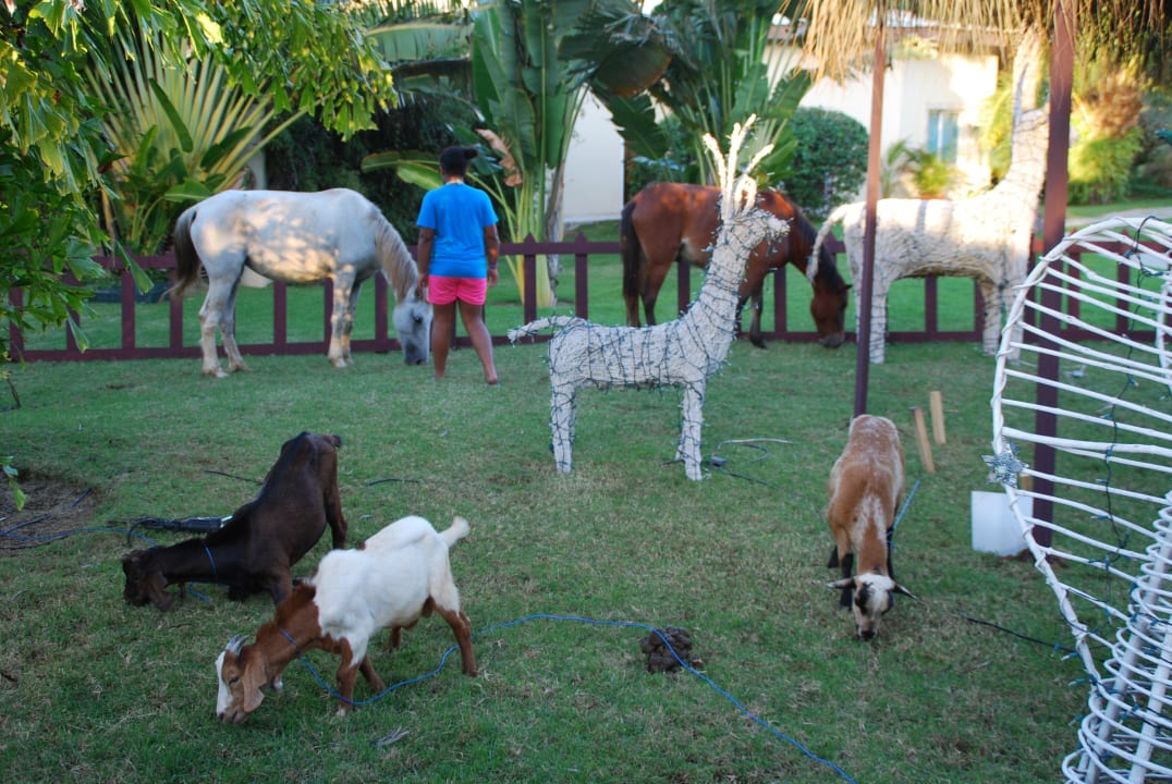 Lebendige Krippentiere Ocean Blue & Sand