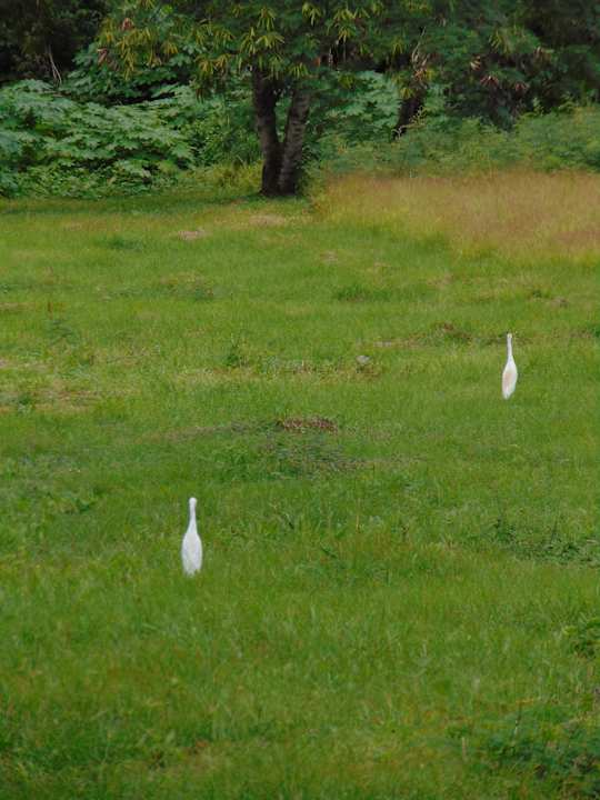 Gartenanlage Sofitel Malabo Sipopo Le Golf