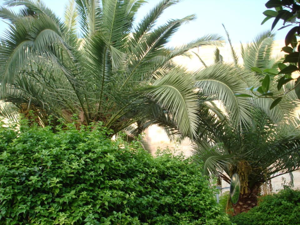 Hotel Mövenpick Mövenpick Resort & Spa Dead Sea