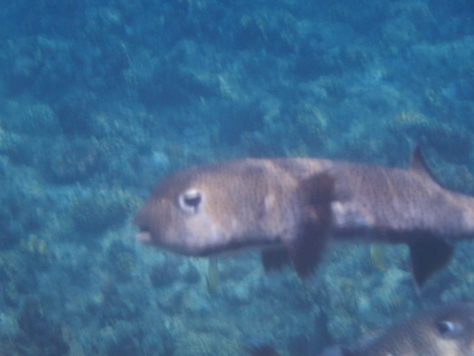 Sport & Freizeit Steigenberger Coraya Beach - Adults only