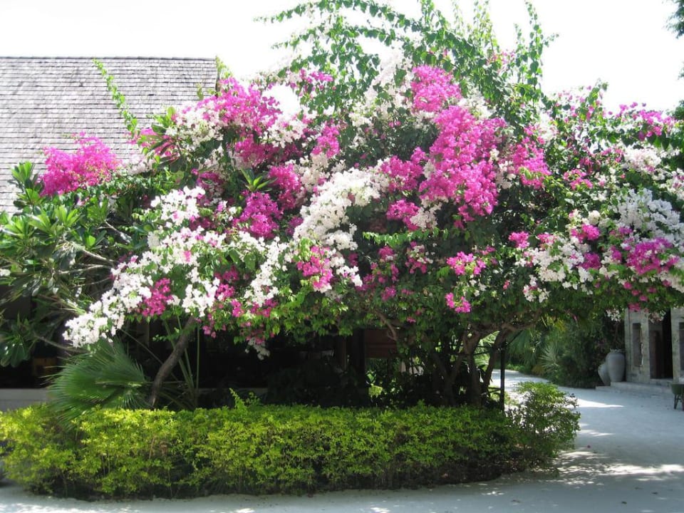 "Blumenbaum" Sun Siyam Olhuveli